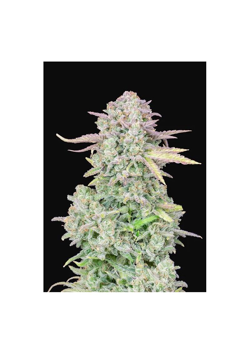 Original Auto Trainwreck, Фасовка: 3, изображение 9